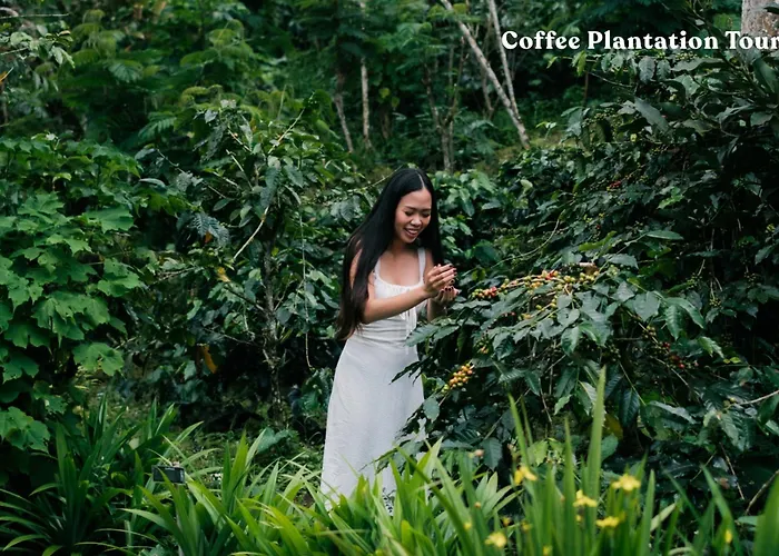 Moding Plantation Nature 度假村